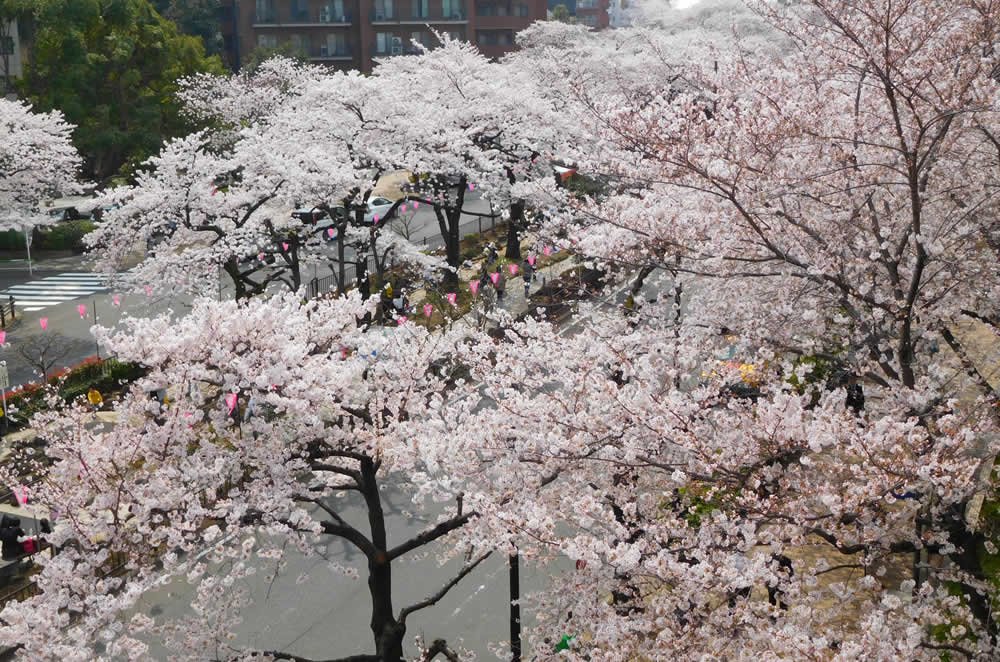 🌳 문고의 숲(분코노모리) 이미지 6